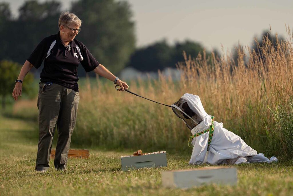 A woman stands in a field leading a dog that is wearing a beekeeper suit next to some bee boxes.