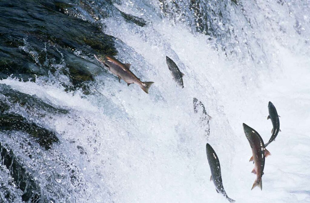 Several salmon are jumping up into a waterfall.