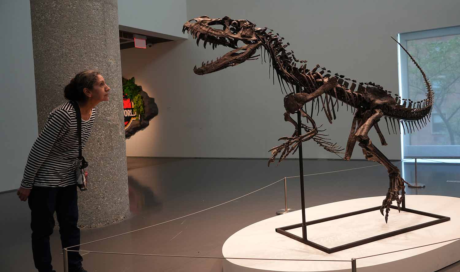 A woman looks at a dinosaur skeleton that is on display in a room.