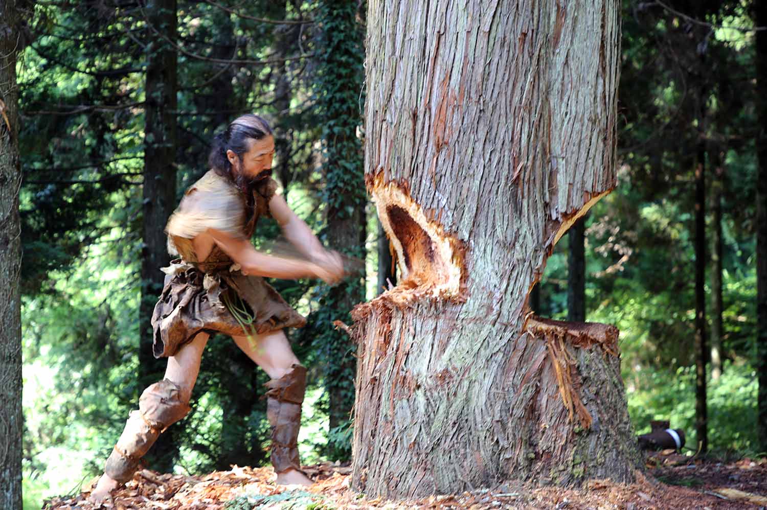A man in a copy of ancient clothing chops down a Japanese cedar tree.