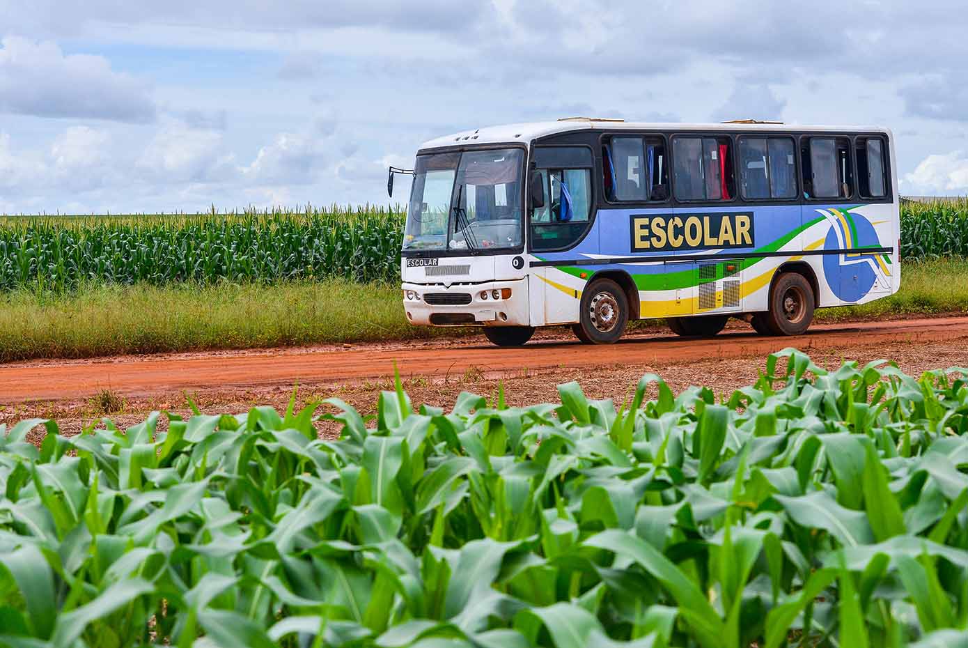 A blue, yellow, and green school bus drives on a dirt road going through corn fields.