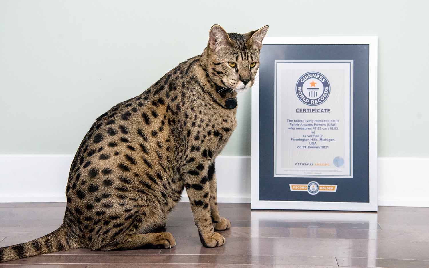 A very large Bengal cat sits next to a certificate saying that he holds the record as the world’s tallest cat.