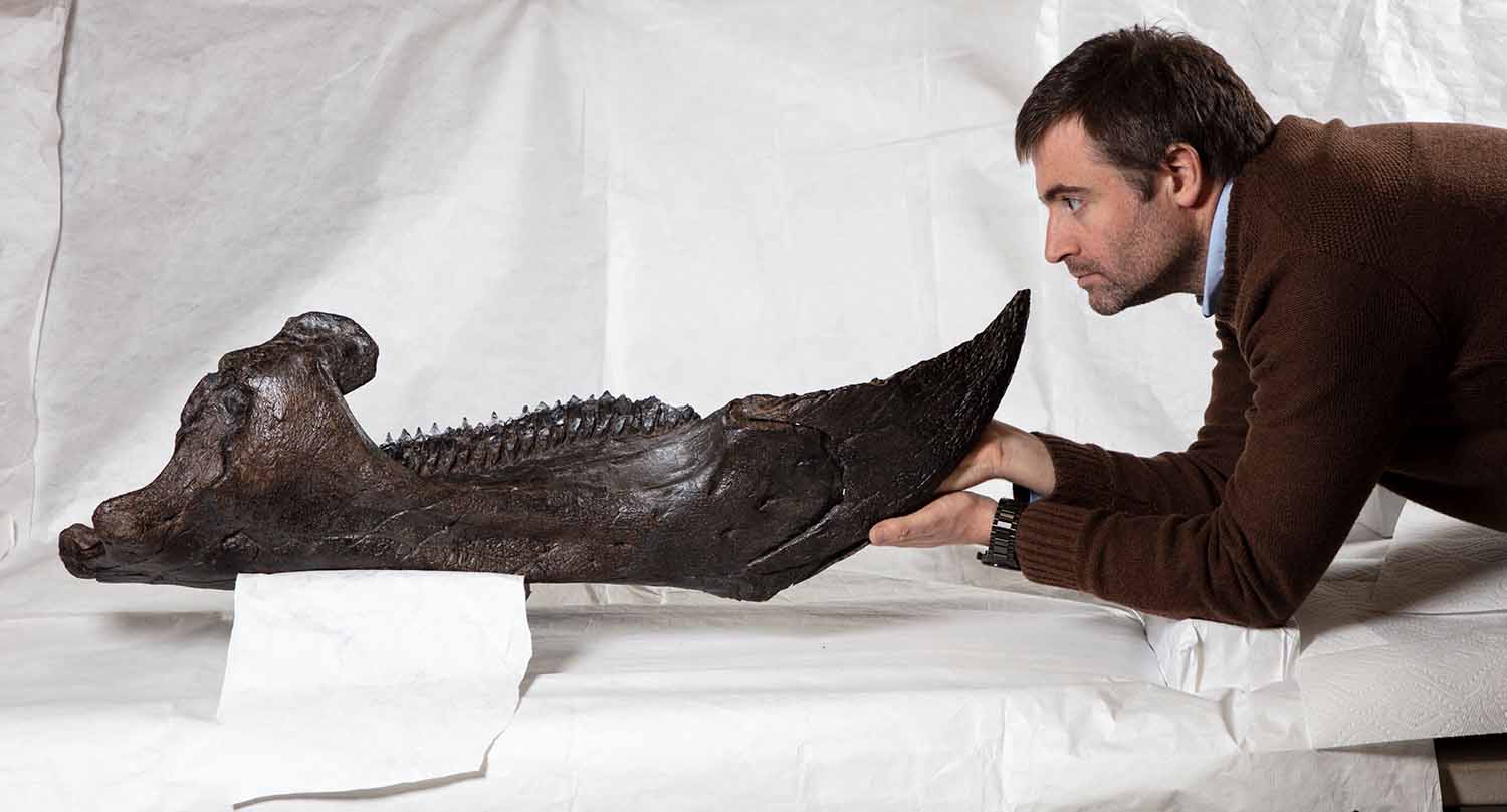 A man poses face to face with the fossilized lower jaw of a triceratops in a museum.