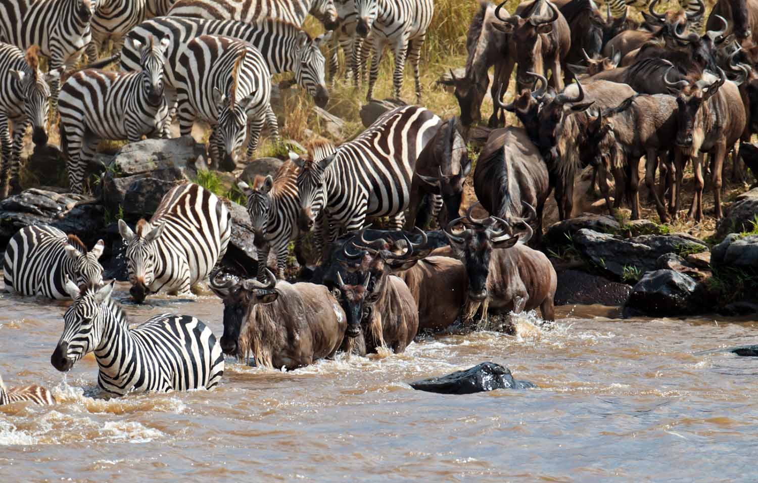 A large herd of zebras and wildebeests crossing a river together.