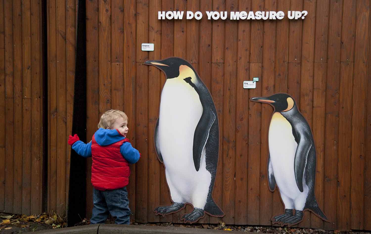 An 18-month-old boy stands by an exterior wall next to a cutout of an emperor penguin that is much taller than he is.