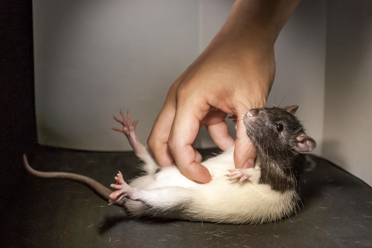 A human hand is shown ticking a rat on its belly.