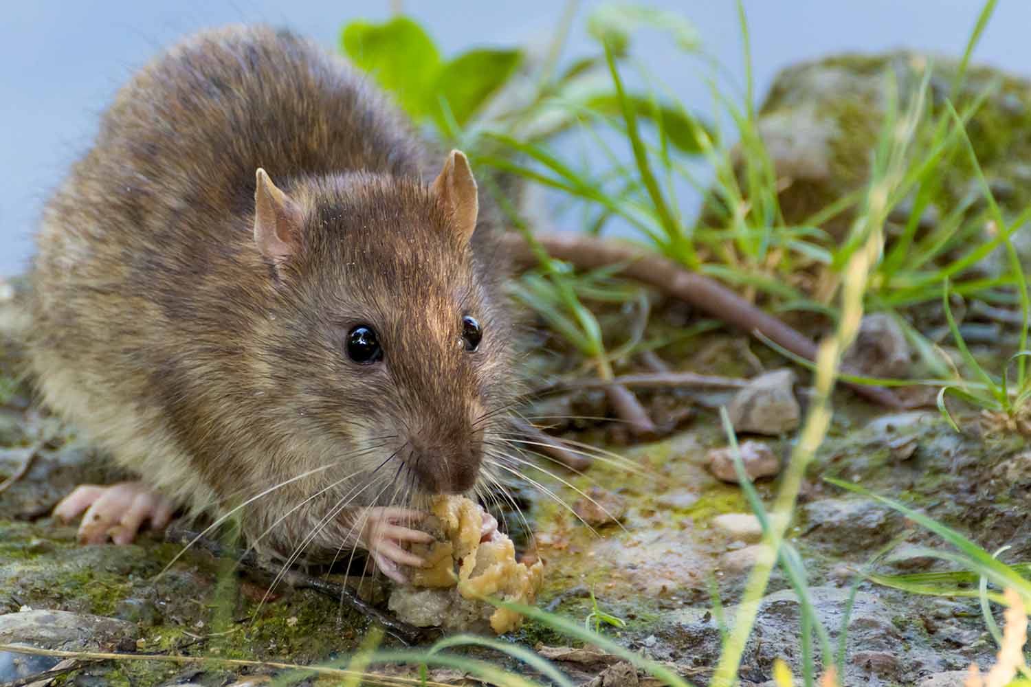 A brown rat eats something in a grassy environment.