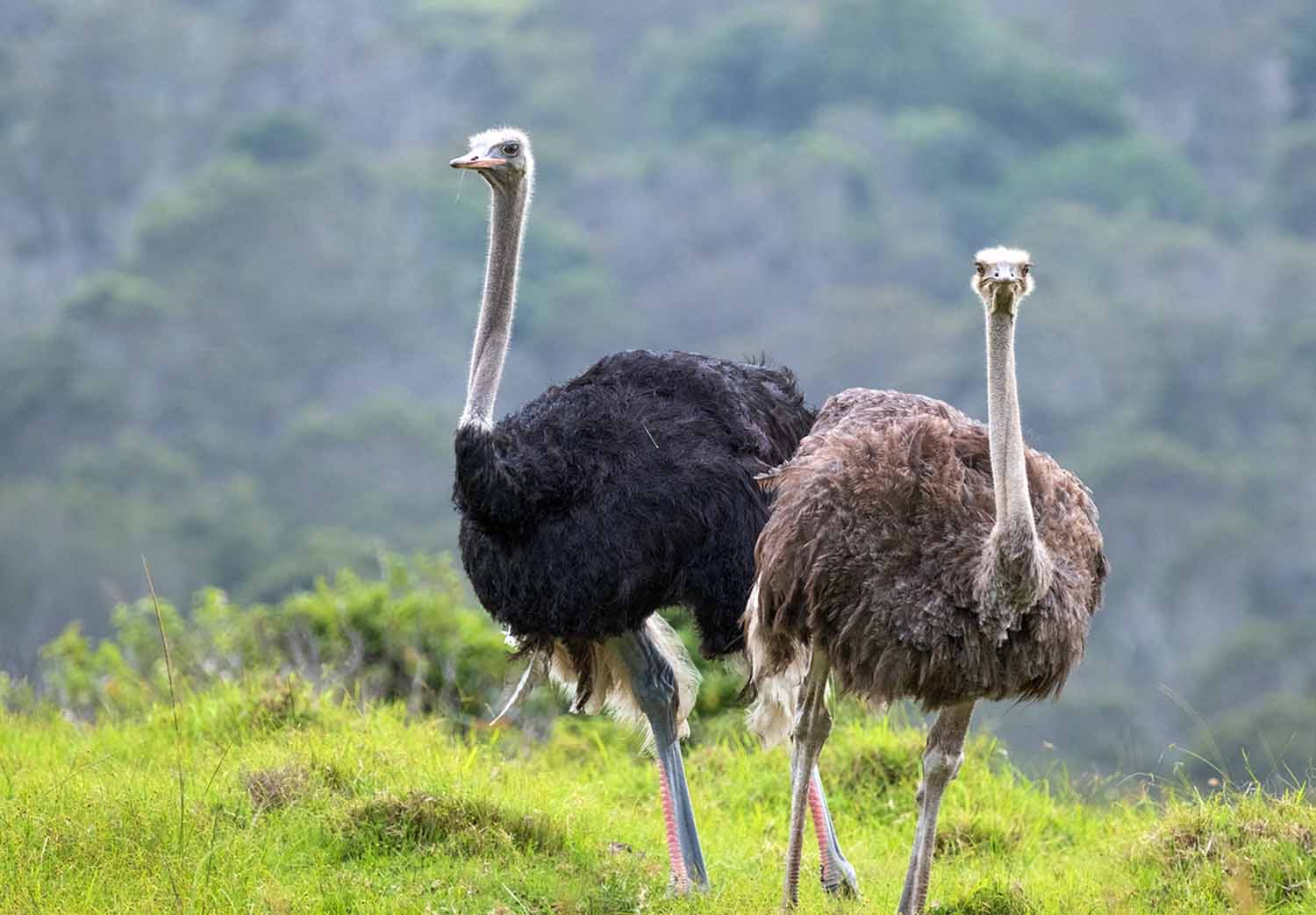Two ostriches stand on a grassy hill.