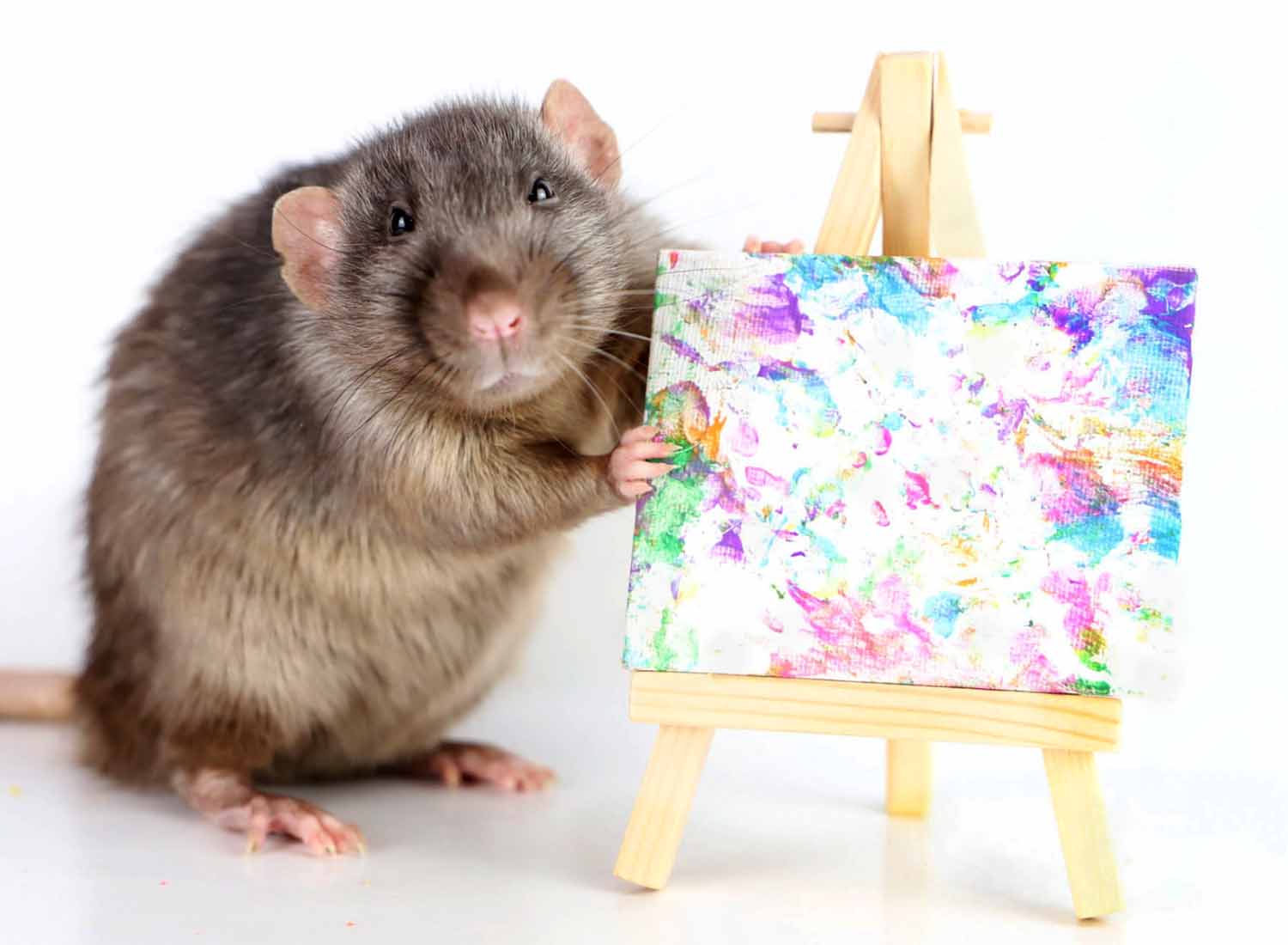 A brown rat has its paws on a tiny easel and a canvas on which there is a design made with paint.