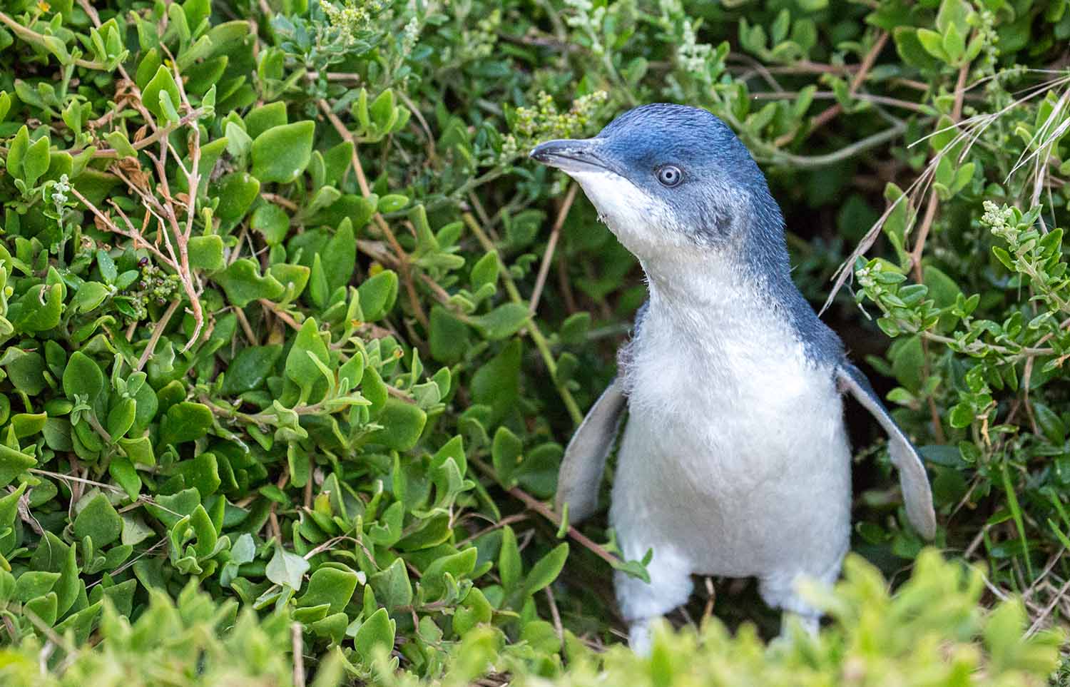 A blue penguin stands among some vegetation.