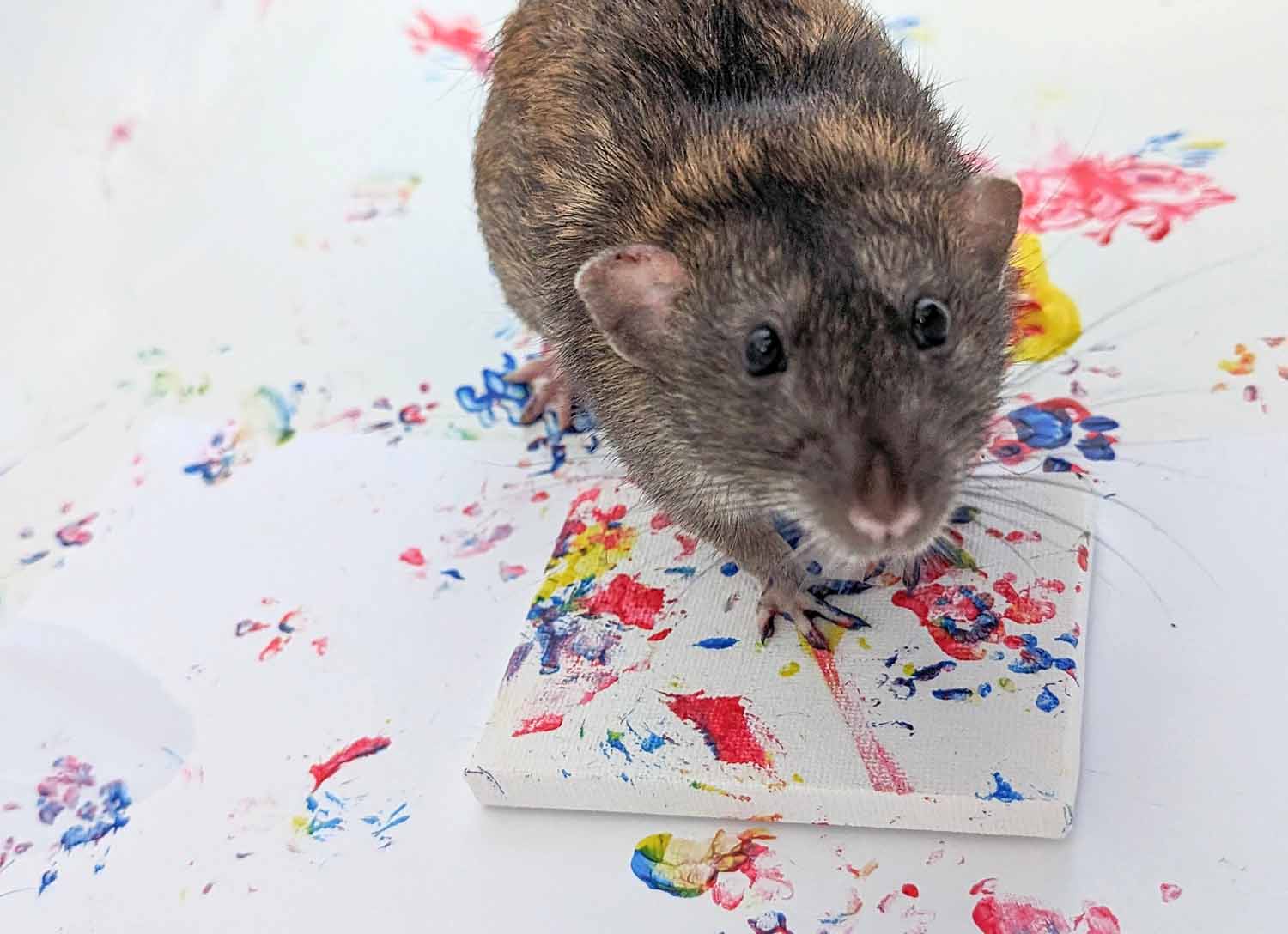 A rat looks at the camera while stepping on a tiny canvas with paint-covered feet.