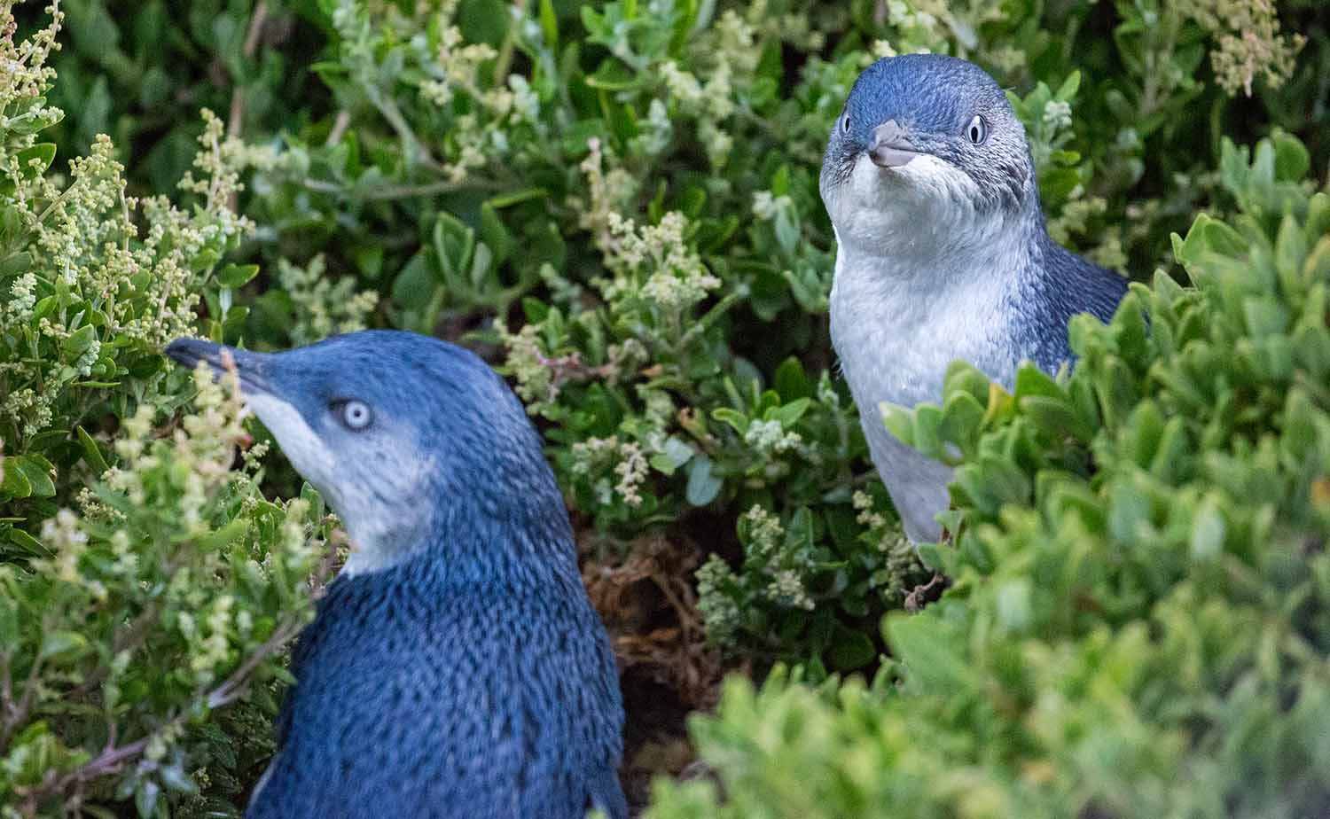 A pair of blue penguins stand among some vegetation.