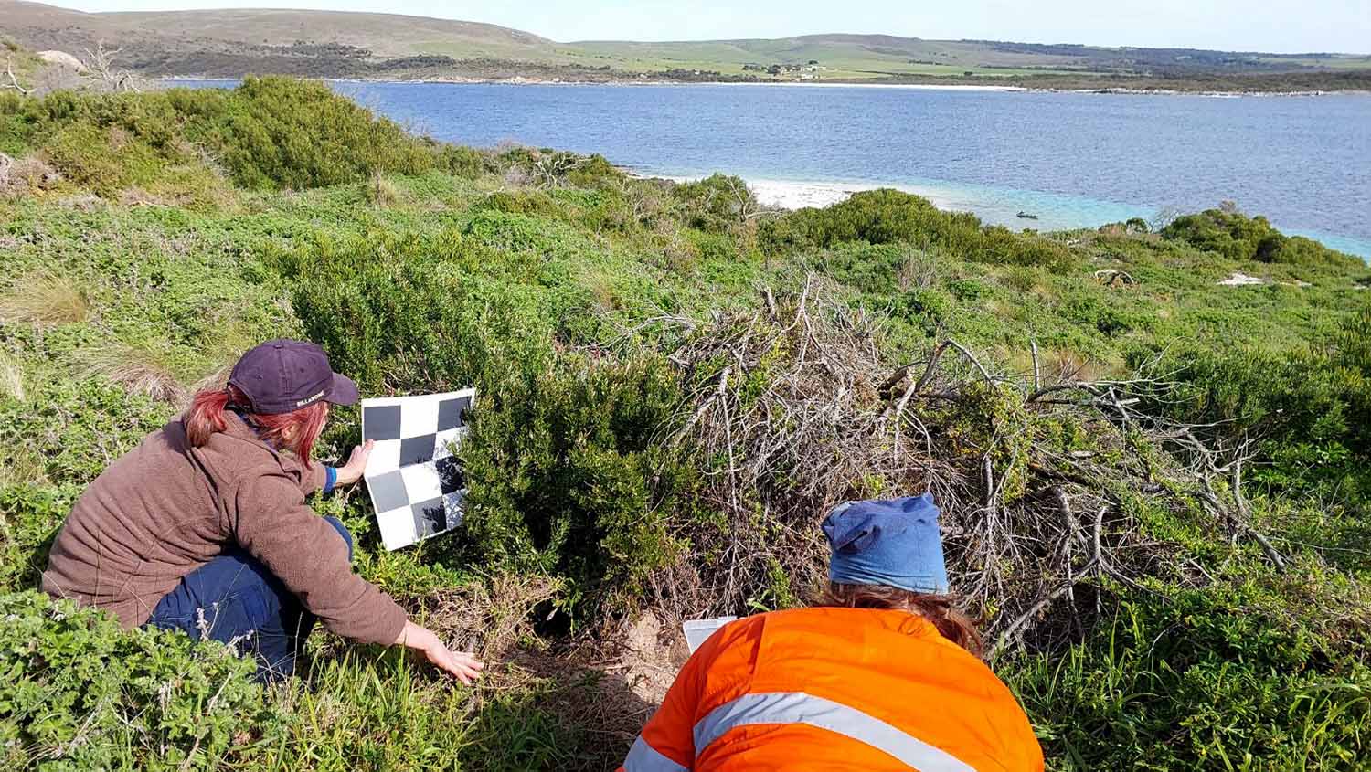 Two scientists crouch in vegetation on an island with the sea in the background.