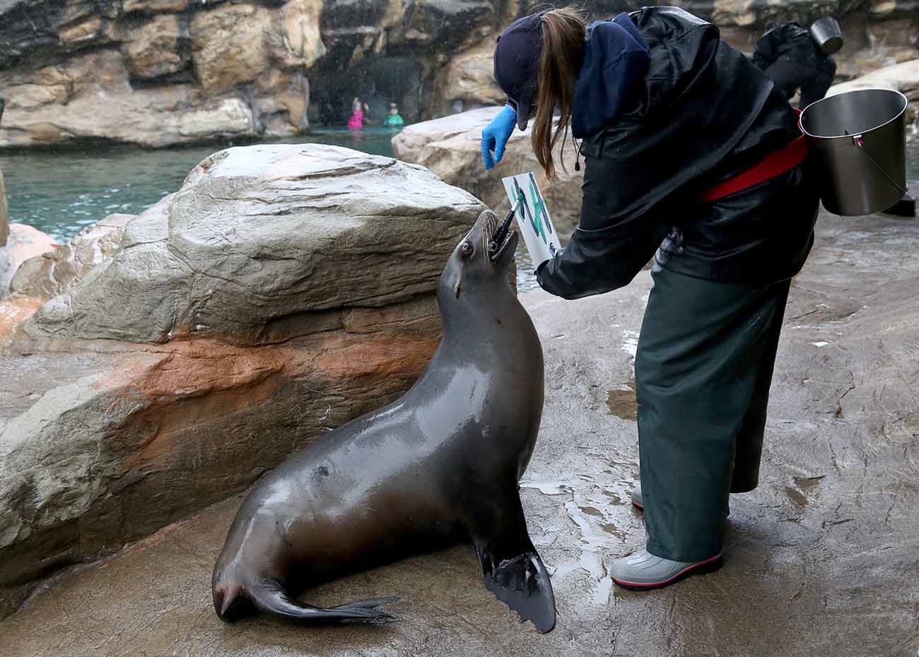 A human holds a canvas as a sea lion holds a brush in her mouth and uses it to apply paint.