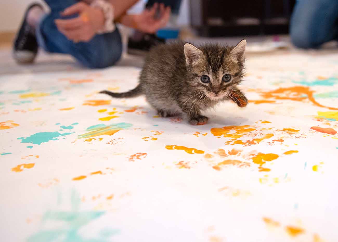 A tiny kitten with paint on its paws walks on a large canvas or sheet of paper on which there are already many paw prints.