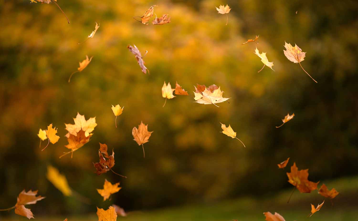 Brown and orange maple leaves are in mid air while falling to the ground.