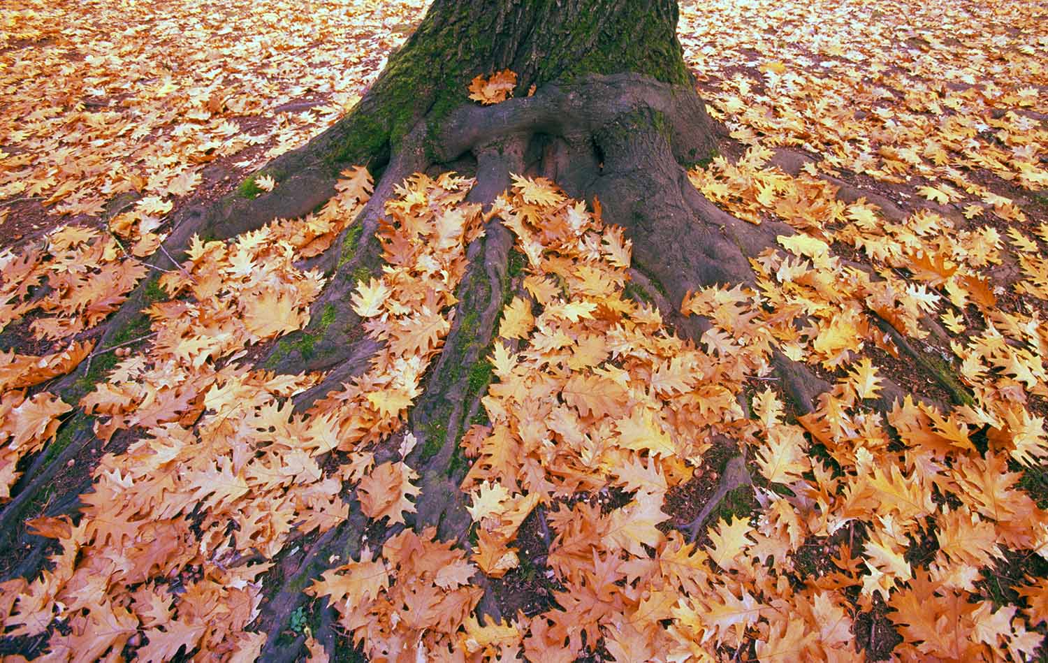 Oak leaves are on the ground on top of extensive tree roots.