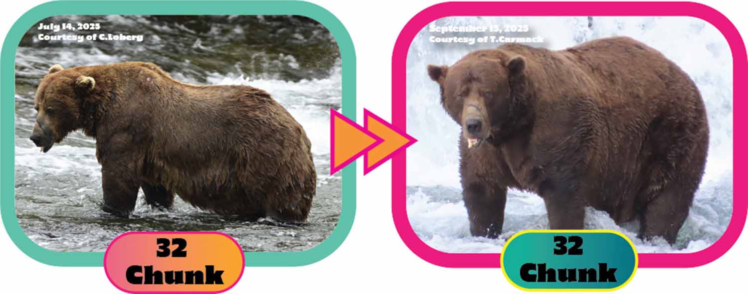 Side by side images show the bear 32 Chunk thinner in July 2025 and heavier in September.
