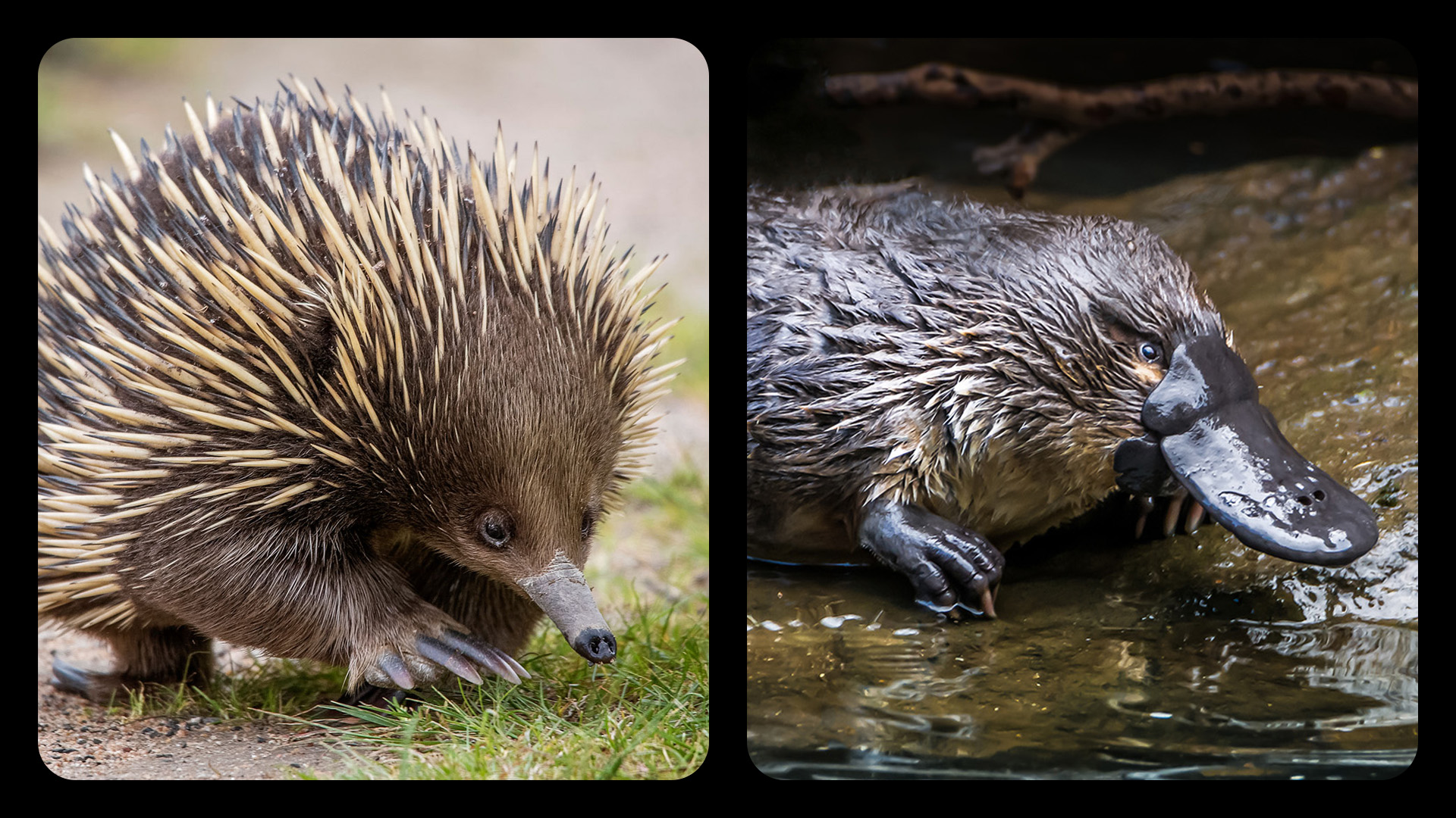 Side by side composite showing an echidna and a platypus.