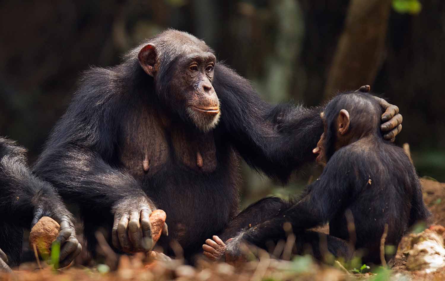 An adult chimpanzee sits on the ground and caresses a baby chimpanzee, also seated.