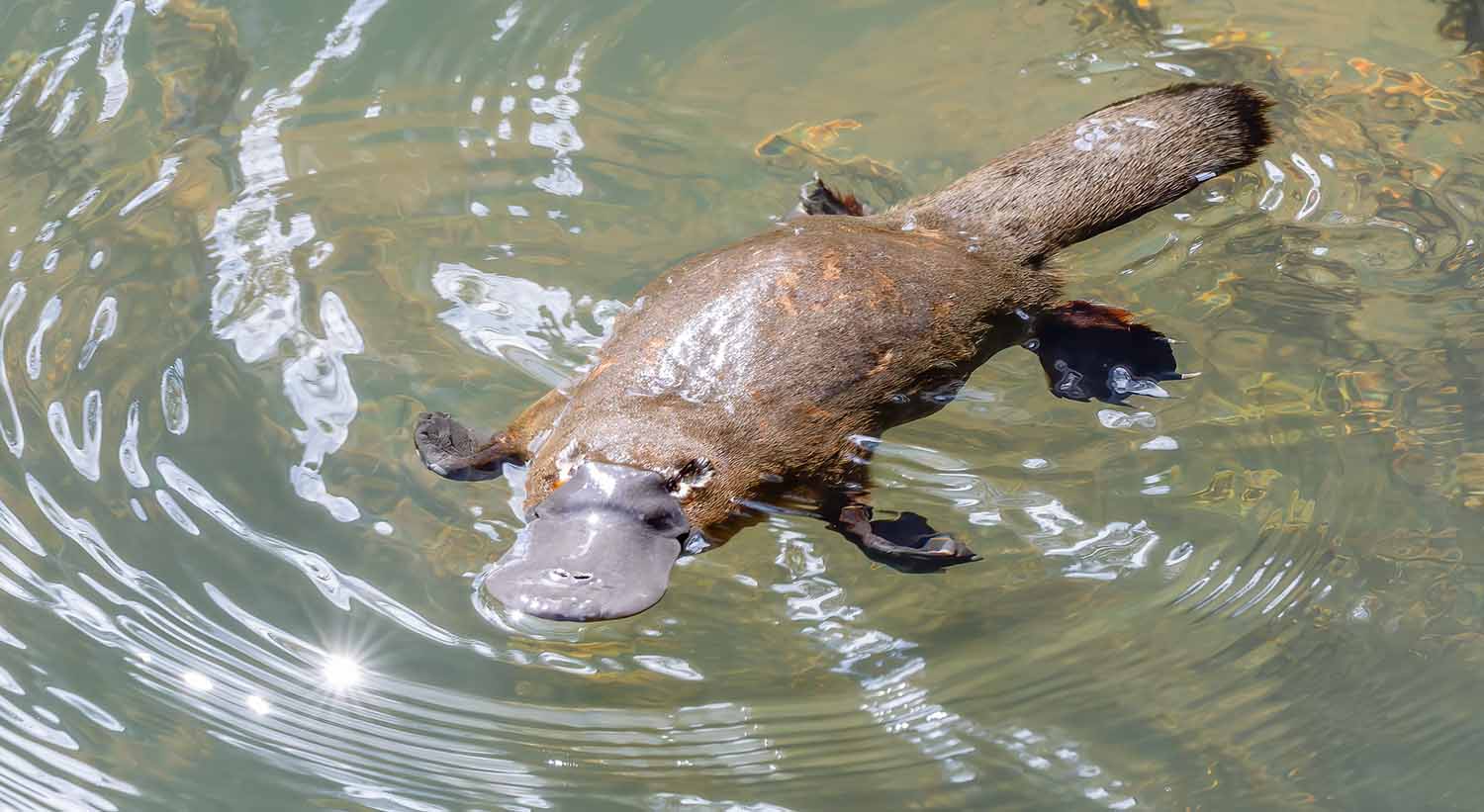 A platypus swims on its belly with its legs splayed out.