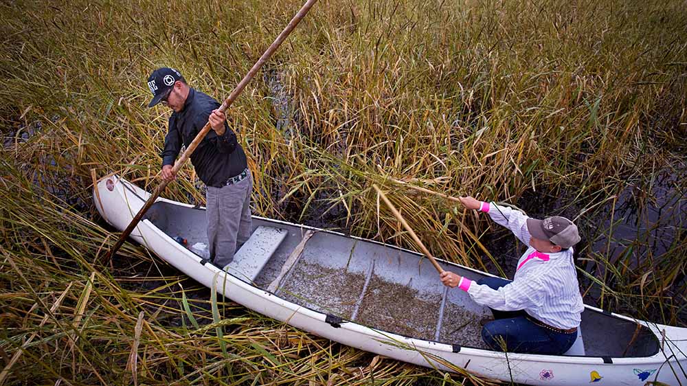 Two people move through a rice field on a canoe, with one of them standing and paddling.