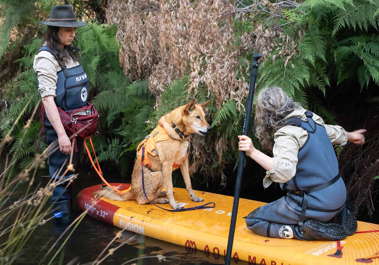 A dog in an orange vest sits on a paddleboard and watches a person who is also on the paddleboard and pointing into some vegetation.