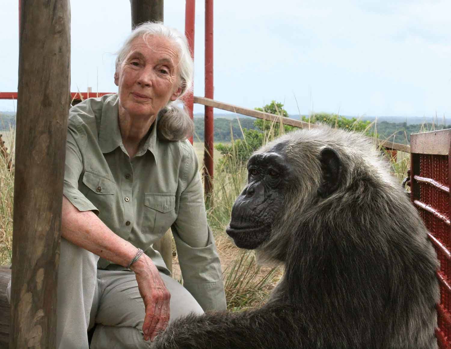 An older Jane Goodall poses for the camera while sitting next to a chimpanzee.