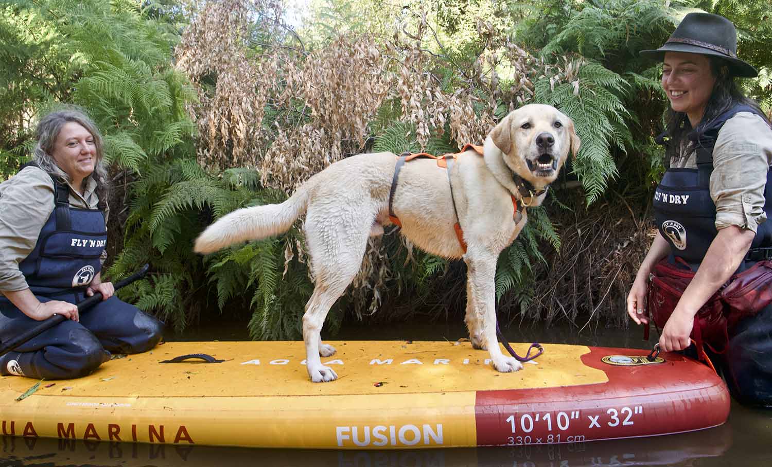 A dog stands on a paddleboard and looks toward the camera as one woman sits on the paddleboard and another stands in the water.