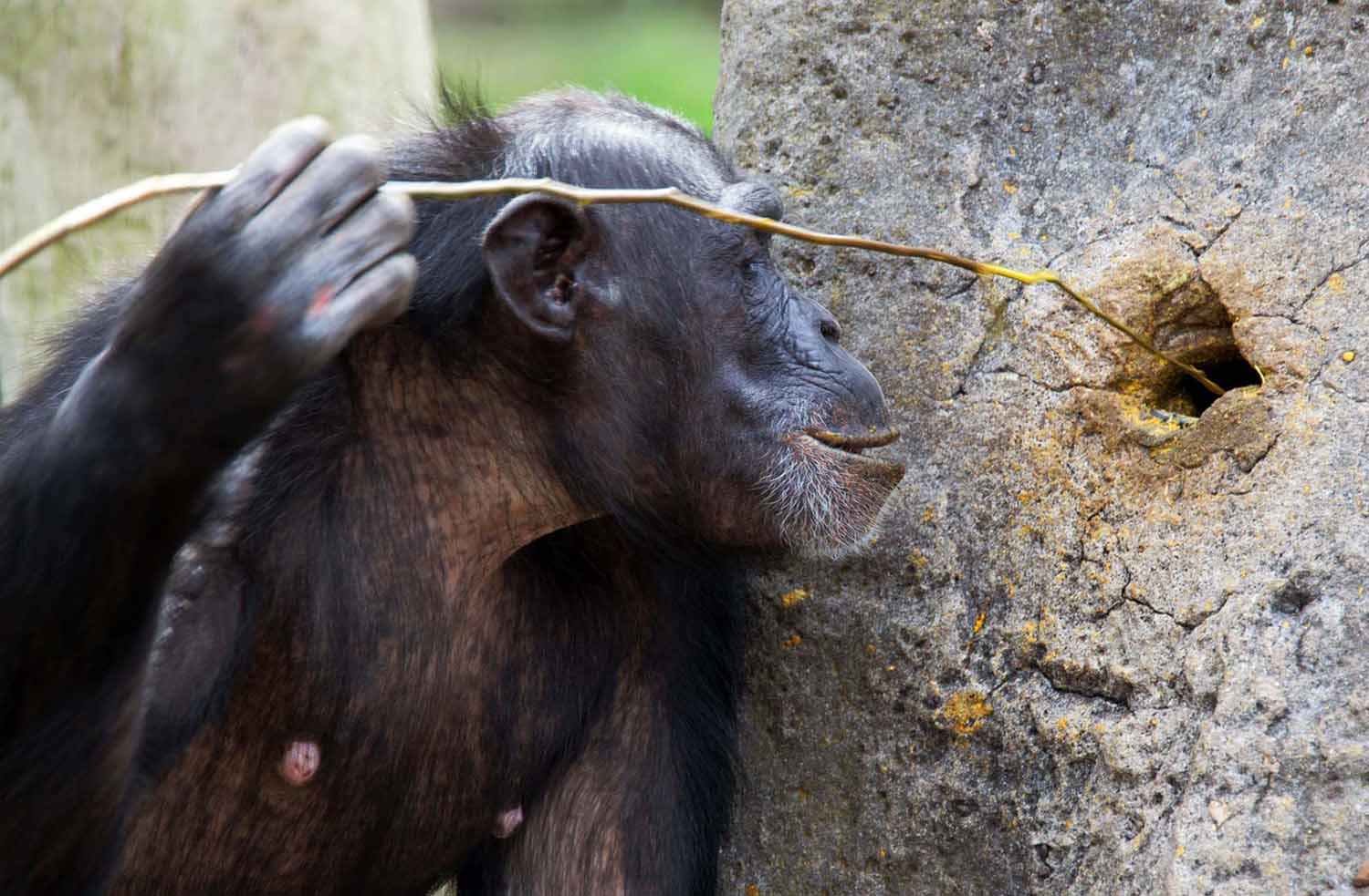 A chimpanzee has put a stick into a hole in a termite mound.