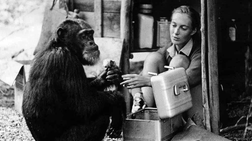 Black and white photo of young Jane Goodall seated outdoors across from a chimpanzee.