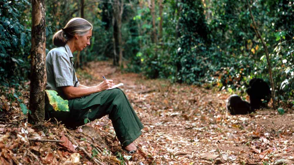 Jane Goodall writes in a notebook while sitting near two chimpanzees.