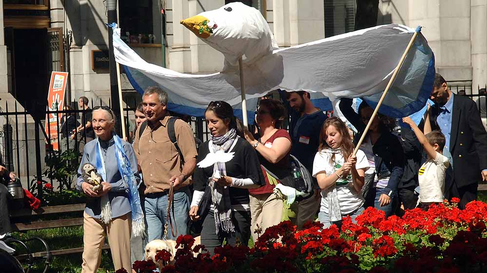 Jane Goodall holds a stuffed chimpanzee and walks down a street leading a group of adults and children who hold a white dove banner over their heads/