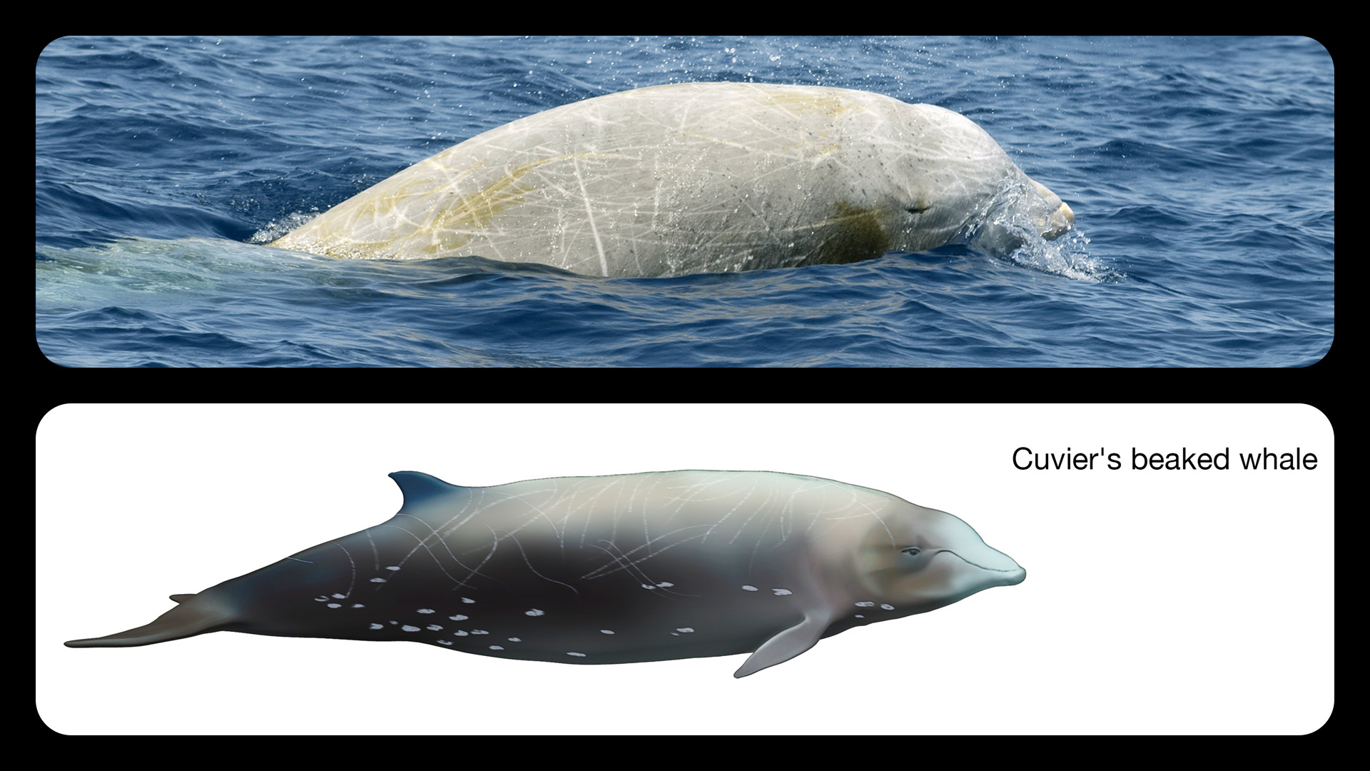 A photo of a Cuvier’s beaked whale at the water’s surface is shown above an illustration of the same species.