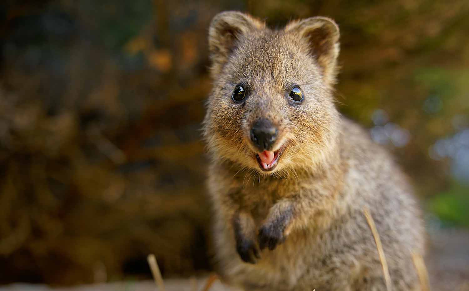 A quokka is looking into the camera and seems to be smiling.