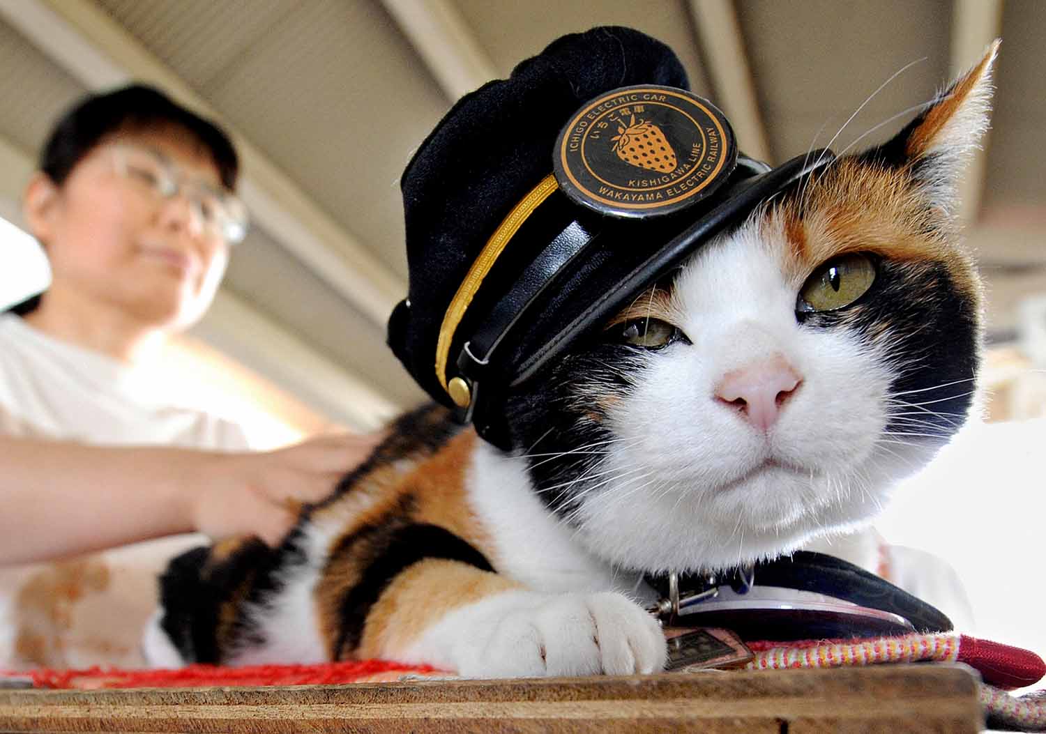 A woman pets Tama the calico cat, as the cat wears a hat resembling that of a train stationmaster.