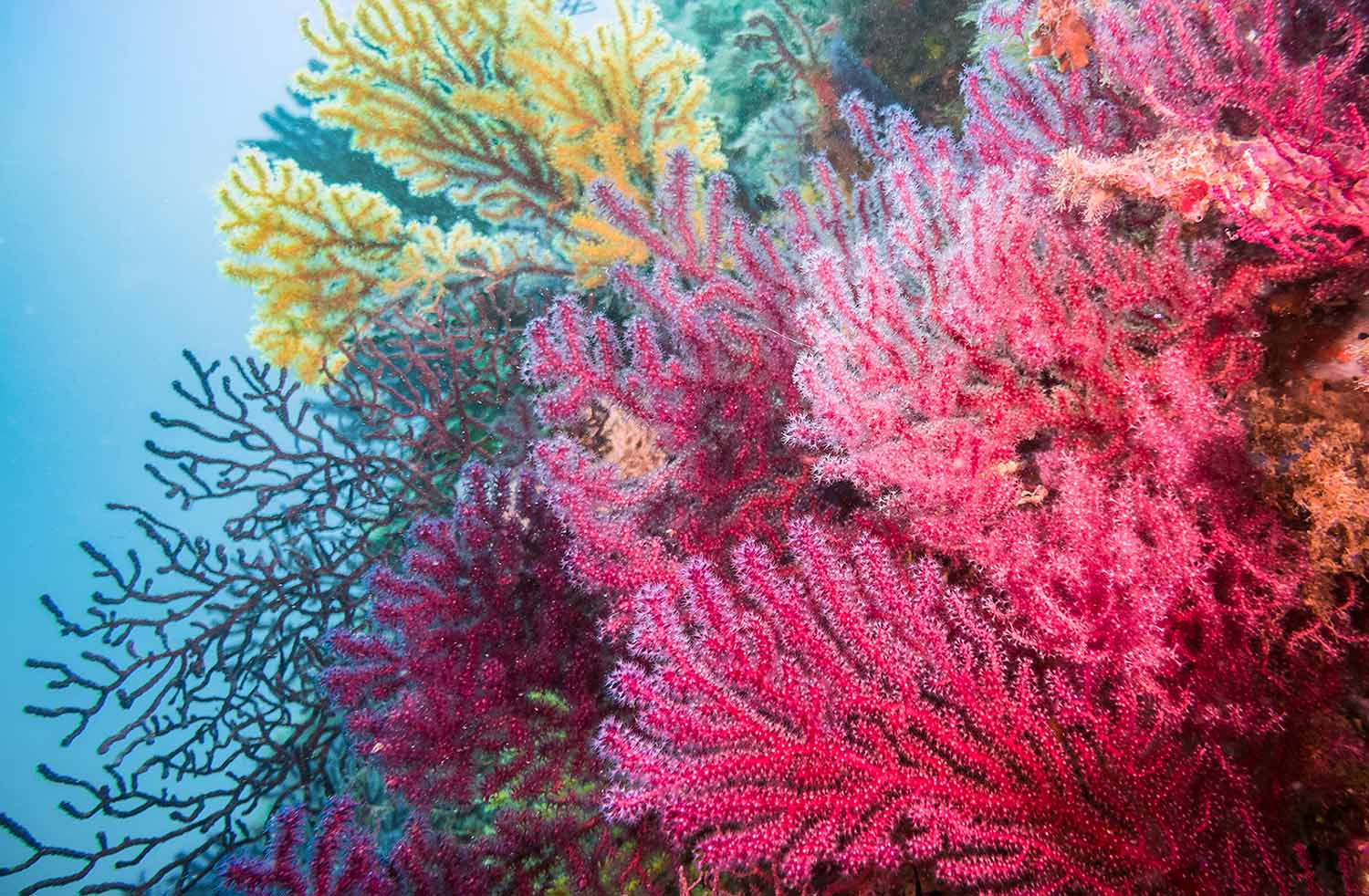 A colorful coral reef is under the sea.