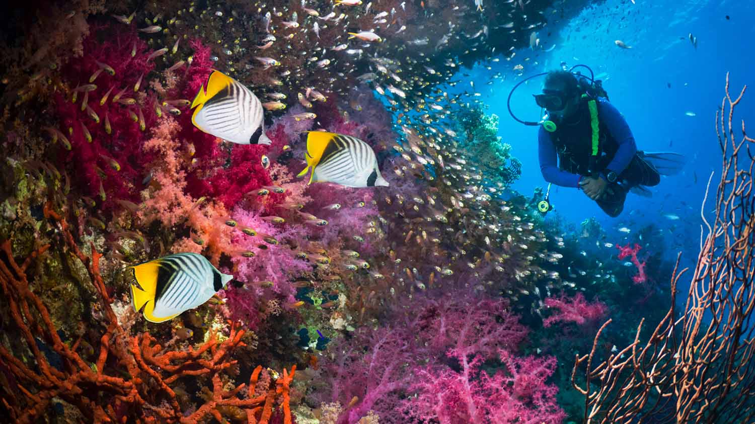 A scuba diver swims near a colorful coral reef with many fish swimming nearby.