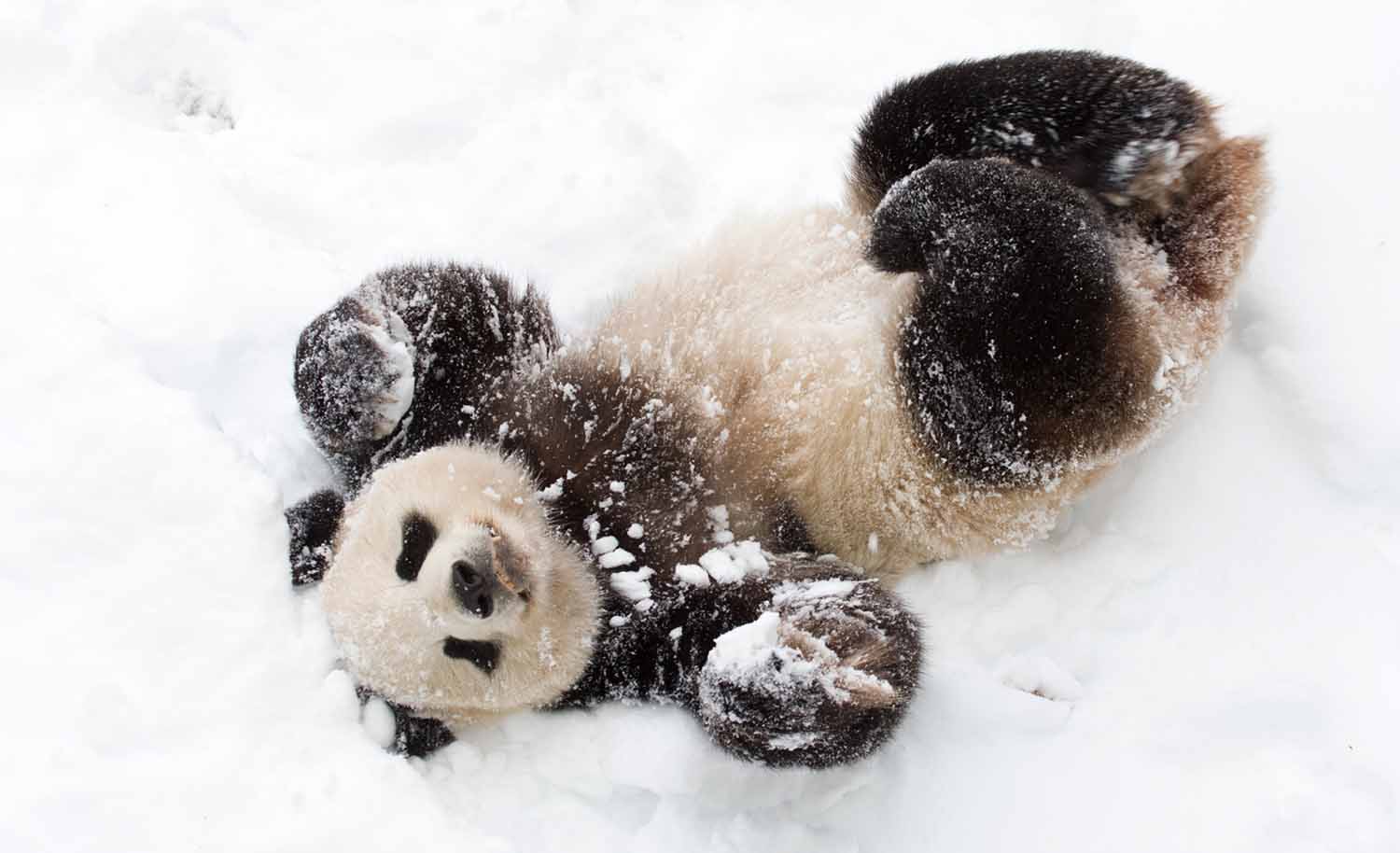 A giant panda is on his back in a bed of snow.