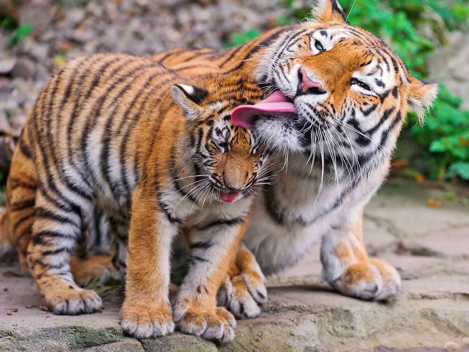 A mother tiger lies on the ground and licks her cub’s head.