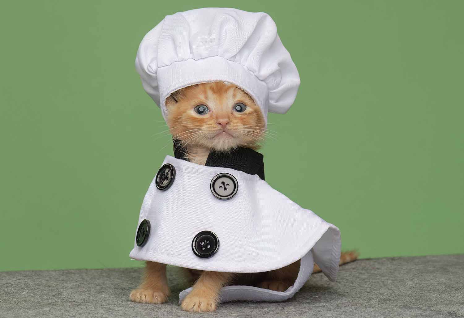 An orange kitten dressed up in a chef’s coat and hat, seated against a green background.