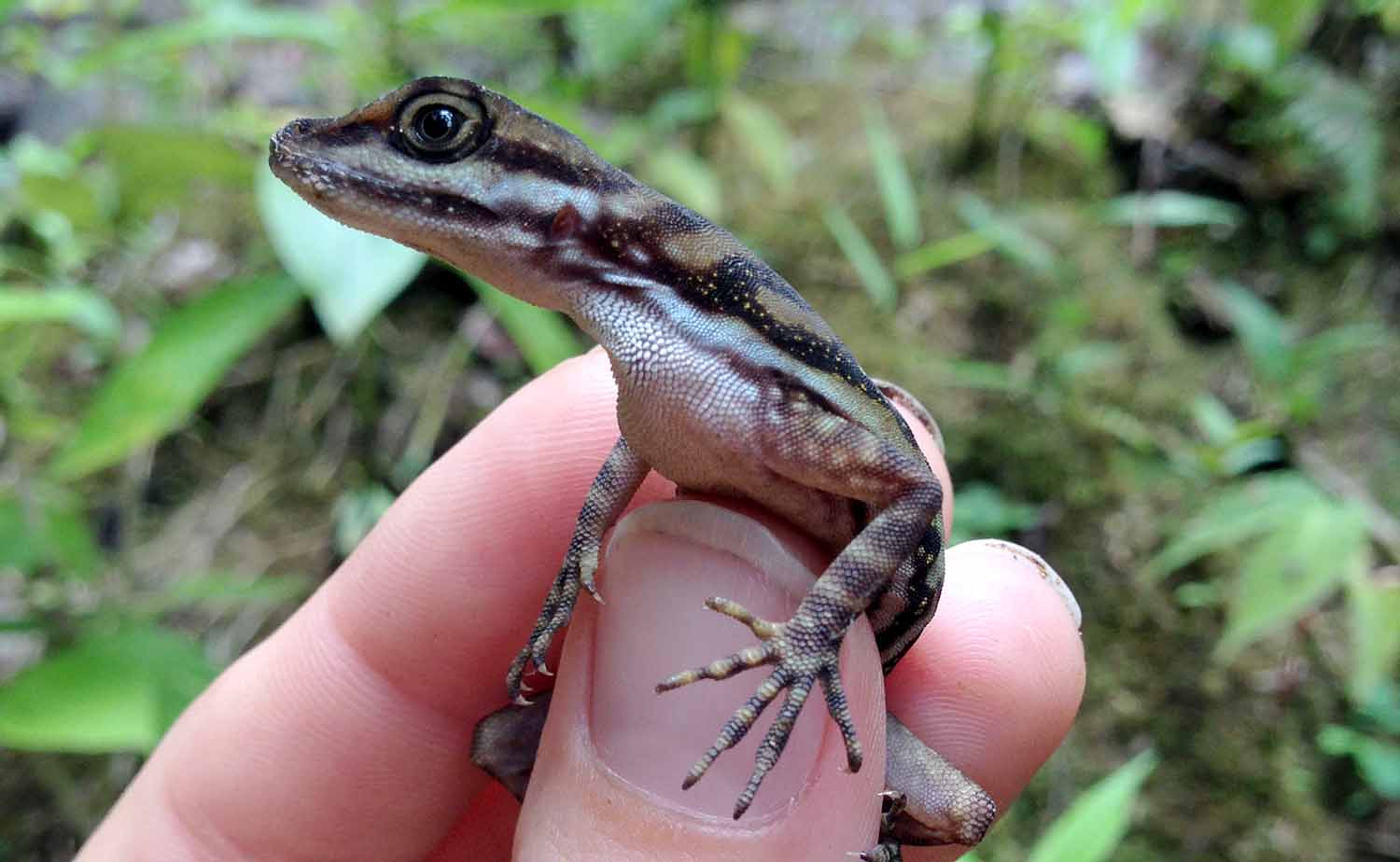 A brown speckled lizard is being held in a human hand.