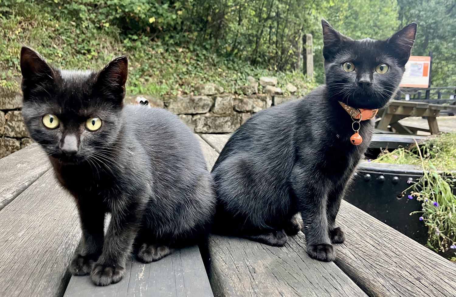 Two black kittens sit on the surface of a wooden picnic table and look at the camera.