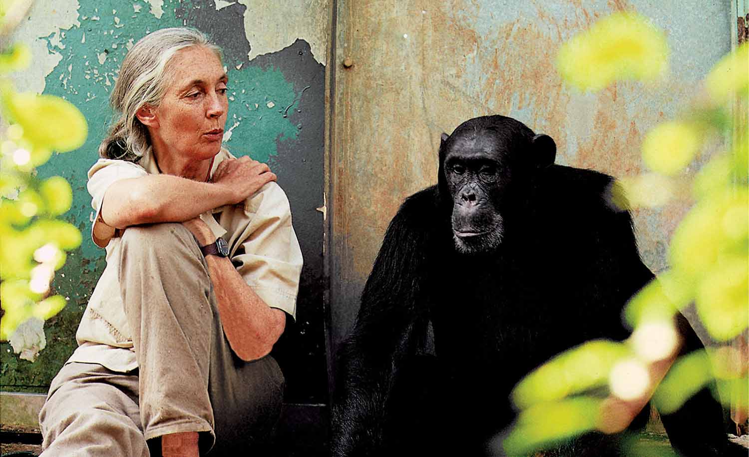 Jane Goodall sits on the ground against a wall and speaks to a chimpanzee that sits next to her.