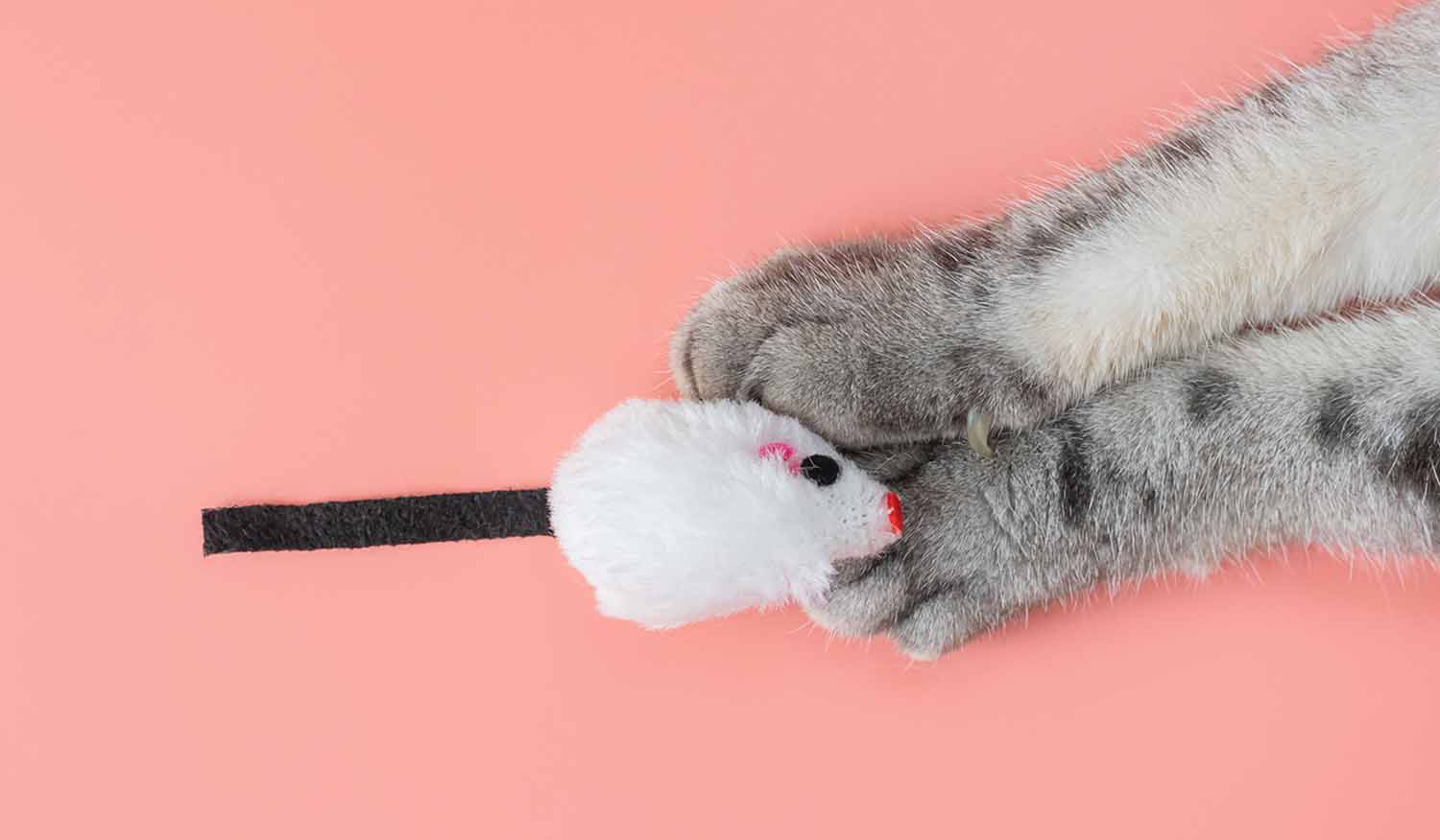A gray and white cat’s paws hold onto a white toy mouse.