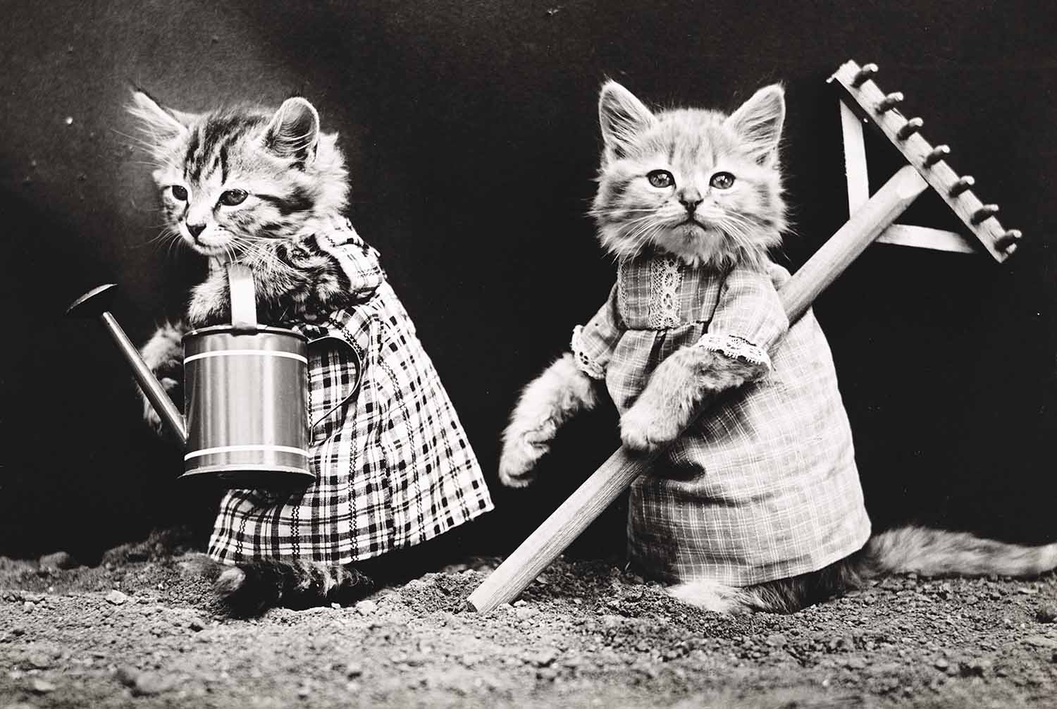 Two kittens are wearing tiny dresses. One holds a small watering can and the other holds a small rake.