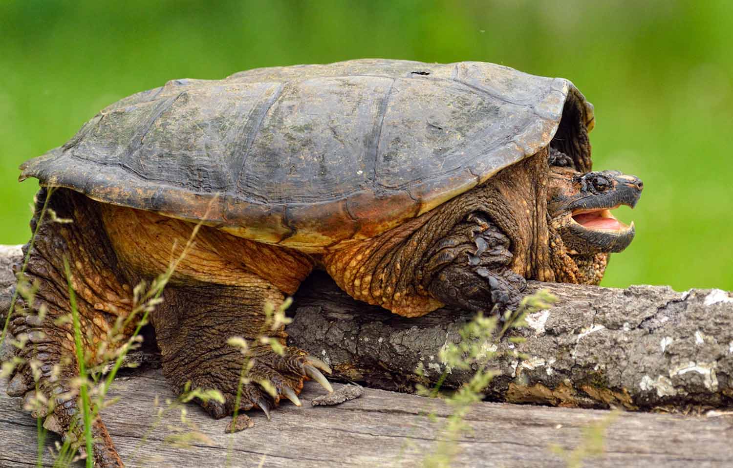 A snapping turtle sits on a log with its mouth open.