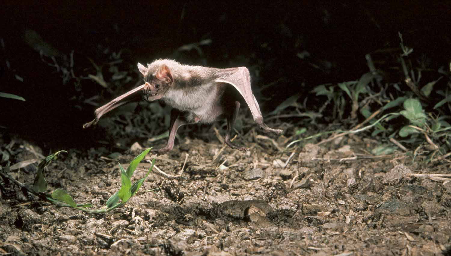 A vampire bat runs along the ground on its two legs.