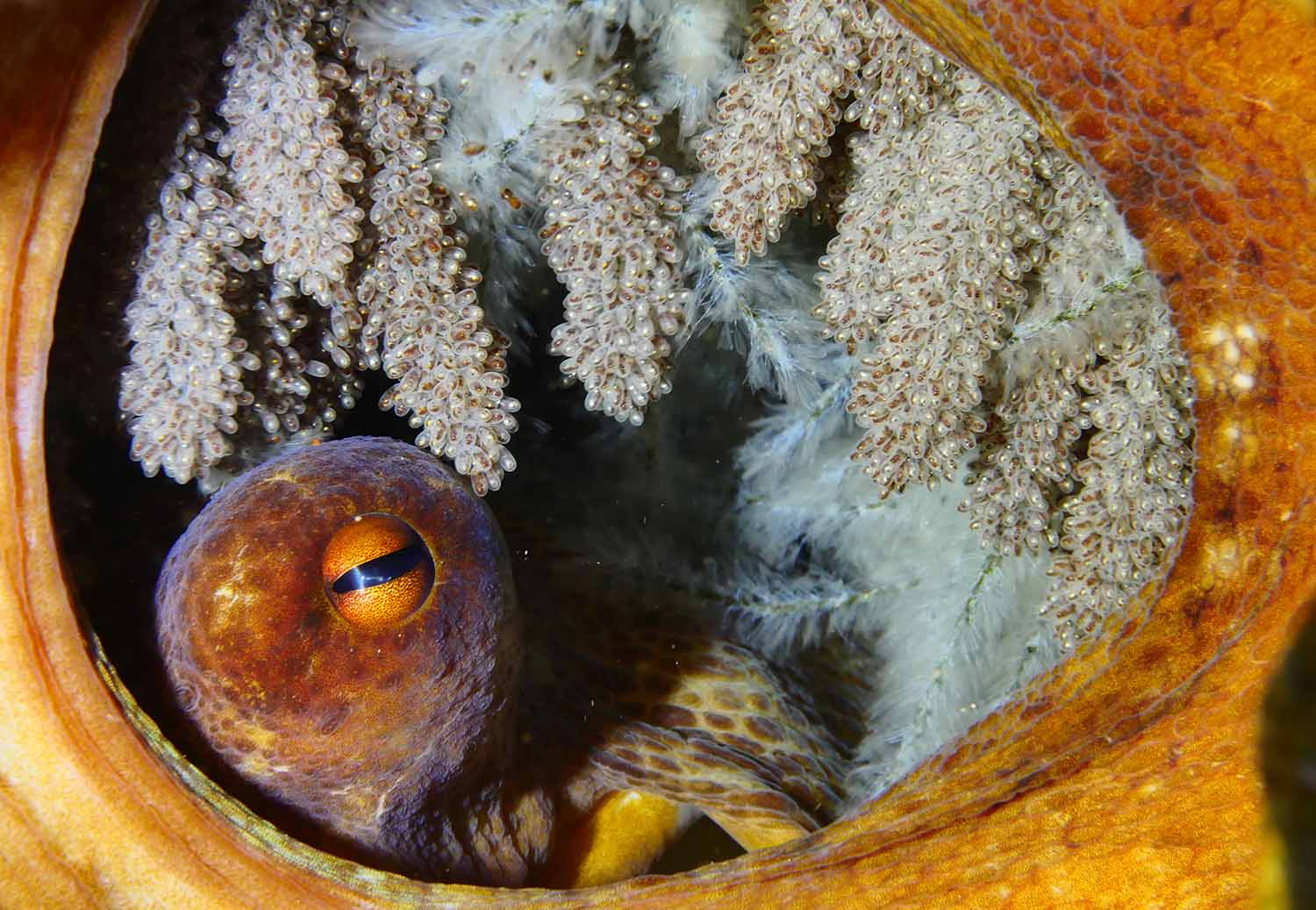 An octopus is in its den with its eggs, and only an arm and part of the arms and head are visible.