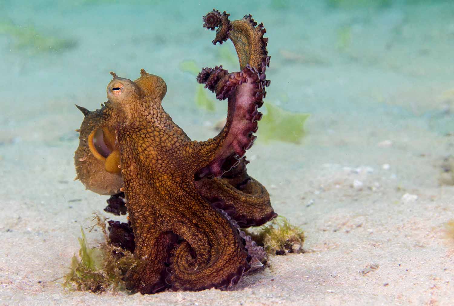 An octopus on the ocean floor has some arms raised to camouflage itself by imitating a plant.